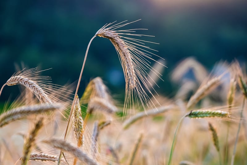 Fantasy crops