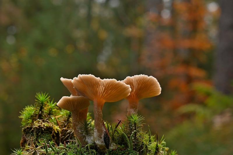 Fantasy mushrooms
