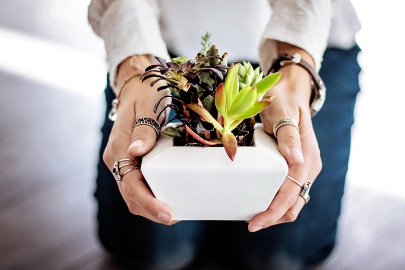 Herb garden kit